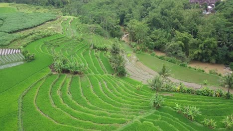 imágenes aéreas de un hermoso campo de arroz en terrazas con algunos cocoteros