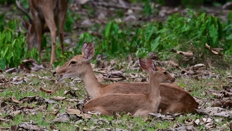 Der-Eldhirsch-Ist-Aufgrund-Von-Lebensraumverlust-Und-Jagd-Eine-Vom-Aussterben-Bedrohte-Art