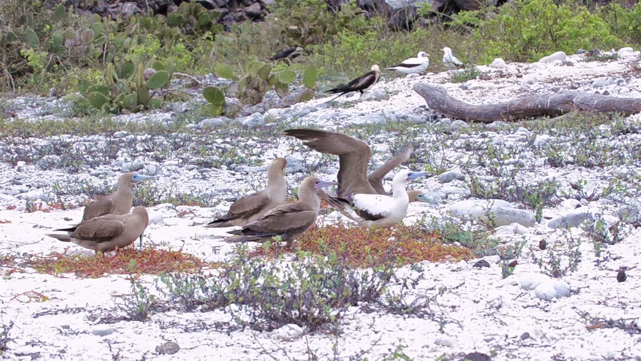 군함새가 갈라파고스 국립공원의 제노베사 섬을 공격하면서 둥지 재료를 모으는 붉은발부비