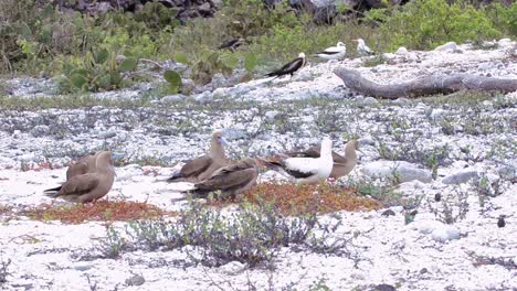 piqueros de patas rojas recolectando material de anidación mientras un pájaro fragata ataca a la isla genovesa en el parque nacional galápagos