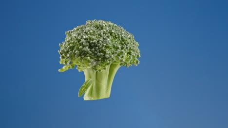 Sprig-of-broccoli-rotating-suspended-against-a-blue-screen-background