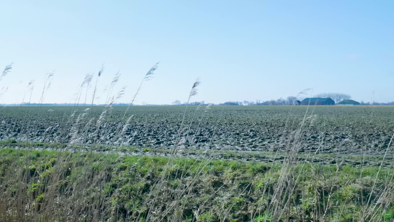 Canne secche che ondeggiano al vento con un campo arato e cielo azzurro limpido