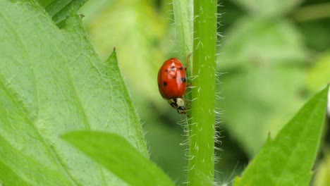 a red ladybug crawls down a hairy green plant in slow motion, close up shot