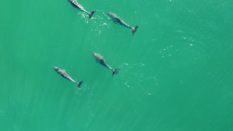 drone aerial shot of dolphin pod slowly swimming in crystal clear ocean water shelly beach central coast tourism nsw australia 4k