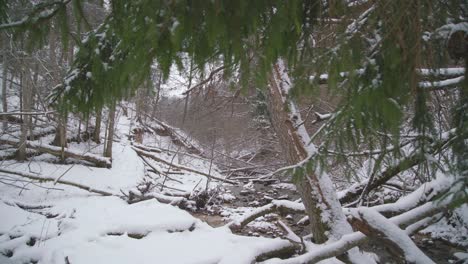 Zweige-Der-Fichte-Mit-Bach-Im-Hintergrund-An-Einem-Wintertag