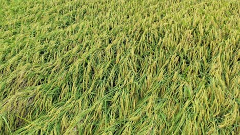 Aerial-Drone-Video---Bird-Eye-View-of-Rice-Paddy-Field-Crops-and-Grains,-Some-Damaged-By-Typhoon---Farming-Agriculture-at-Doliu-City-Taiwan