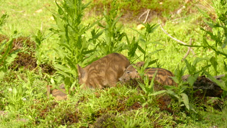 family wild boars in the forest