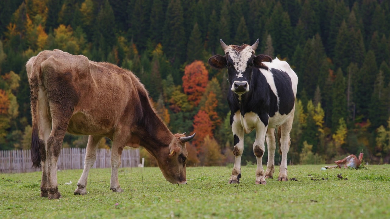 Bestiame al pascolo in un campo vicino alla foresta