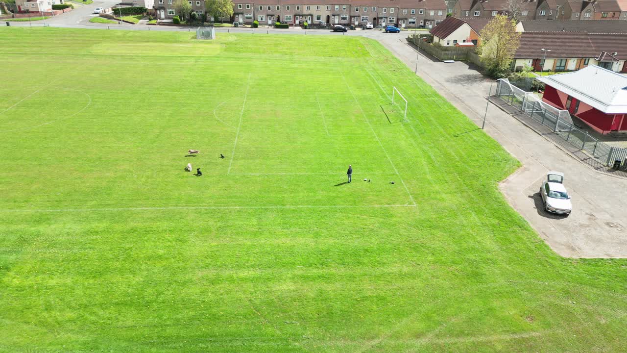 conductor de coche masculino, cuatro perros de la familia, parque local, vecindario, aéreo