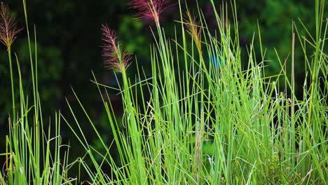 kingfisher bird hiding in the grass near water and flying away