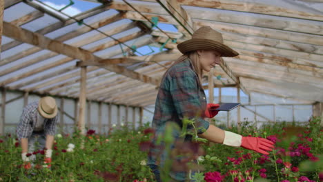 los colegas floristas trabajan juntos con tabletas en un invernadero de rosas. pequeñas empresas que hacen trabajo en equipo de chequeo de flores en una tableta a través de internet.