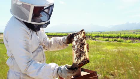 beekeeper examining beehive