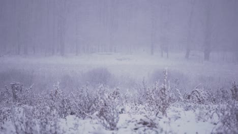 4k wide shot of winter snow storm blizzard landscape looking across an agricultural field into a forest