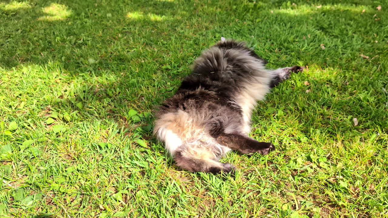 Maine Coon cat relaxing on green grass during daytime in Jelgava, Latvia.