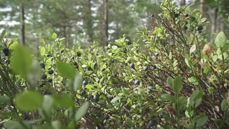 Wilde-Reife-Blaubeeren-Wachsen-Auf-Busch-Im-Wald,-Rack-Fokus-Dolly-Schieber