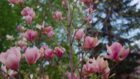 amazing pink flowers blossoming against blue sky. delightful floral background.