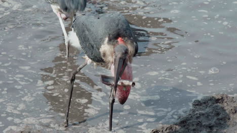 marabou stork wading through a pond with a catfish in its bill