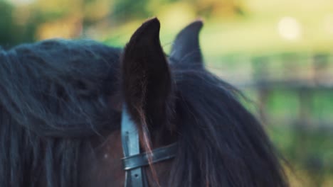 Los-Oídos-De-Los-Caballos-Se-Mueven-A-Los-Ruidos-Circundantes