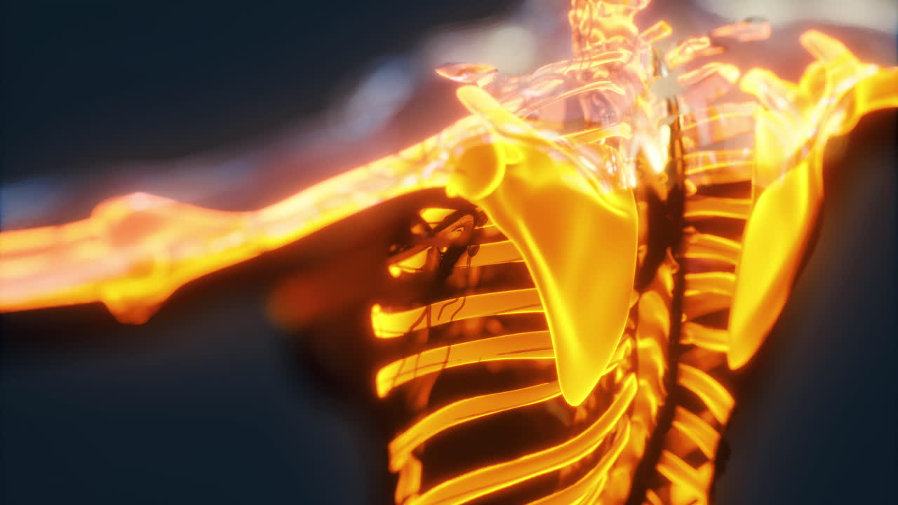 Detailed view of the human skeleton highlighting the ribcage and shoulder area
