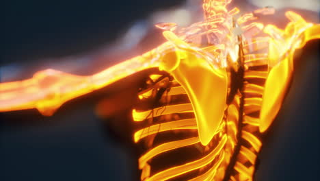detailed view of the human skeleton highlighting the ribcage and shoulder area