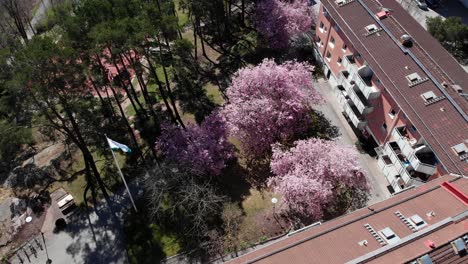 Blooming-sakura-cherry-tree-during-spring-in-apartment-garden,-descending-aerial