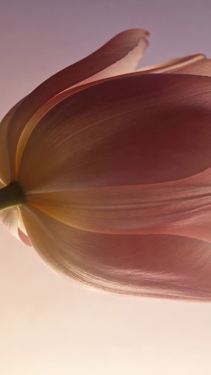Video verticale: Obiettivo che si sposta catturando un tulipano rosa che rivela le venature sotto una retroilluminazione sfumata da studio.