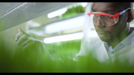 científico que examina los microgreens en un entorno de laboratorio