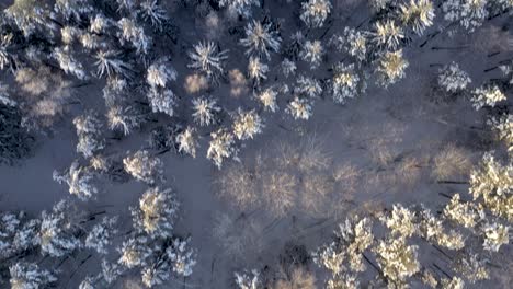 vista aérea de un bosque cubierto de nieve en invierno