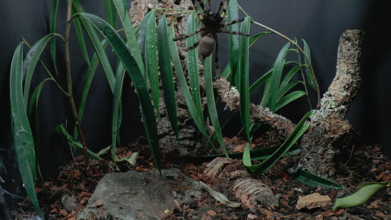 걷는 독거미의 전면 클로즈업 보기