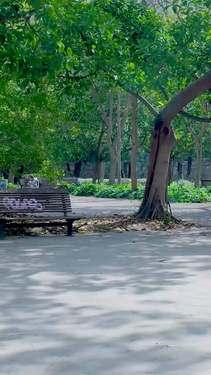 Park Bench Underneath Trees