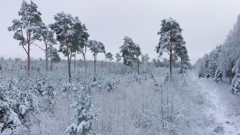 Aerial-establishing-footage-of-trees-covered-with-snow,-Nordic-woodland-pine-tree-forest,-calm-overcast-winter-day,-wide-ascending-drone-shot-moving-forward