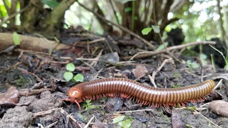A-Spirostreptida-Millipede-crawls-on-the-ground-amidst-soil-and-grass,-searching-for-food-in-a-close-up-follow-shot