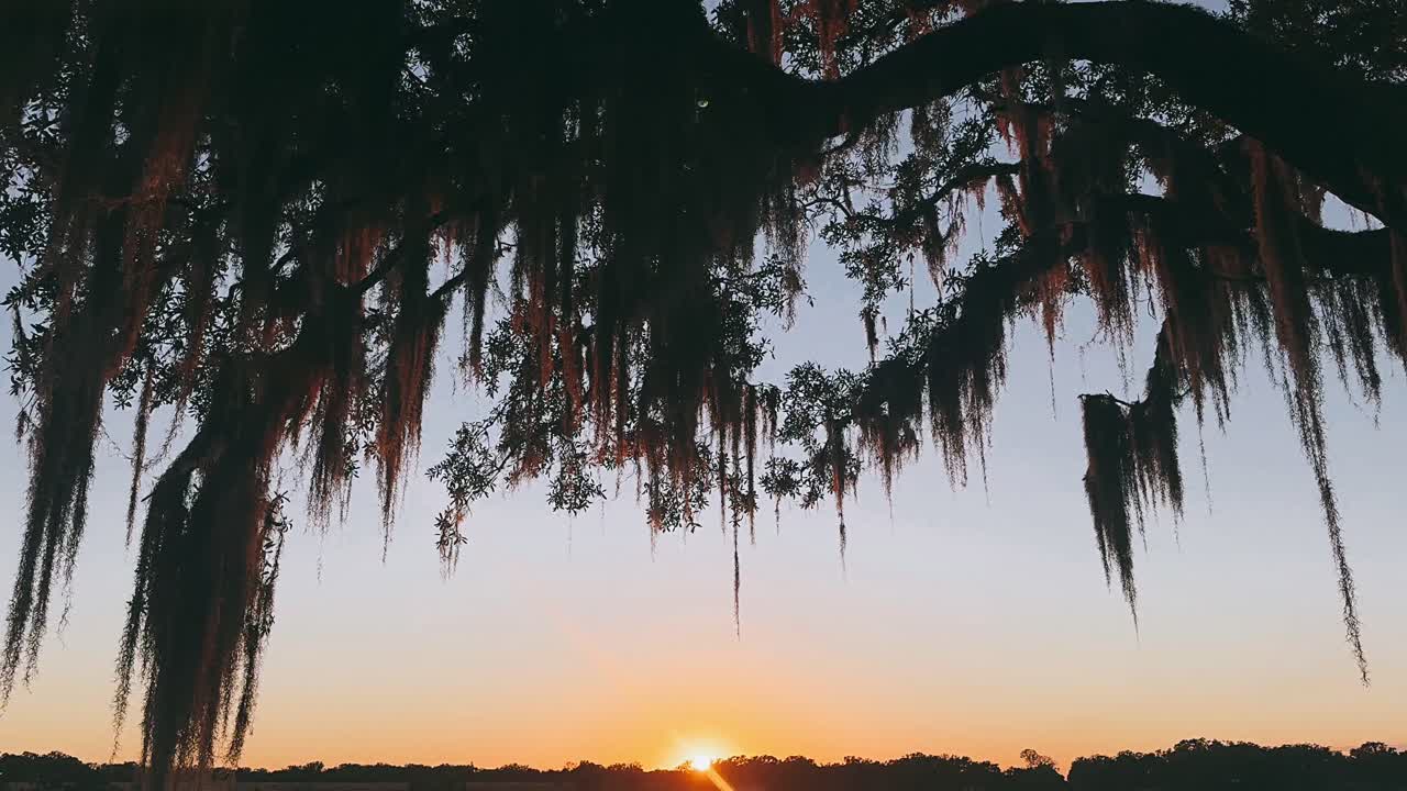 스페인 모스 가 있는 호수 위 에 해 가 지는 것
