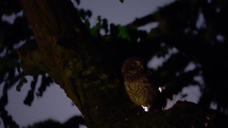 little owl sitting in front of the moon and flying away from a tree