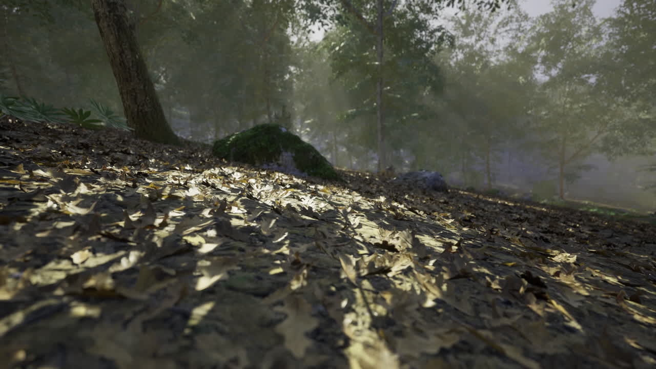 Golden sunlight filters through trees onto a forest floor covered in leaves