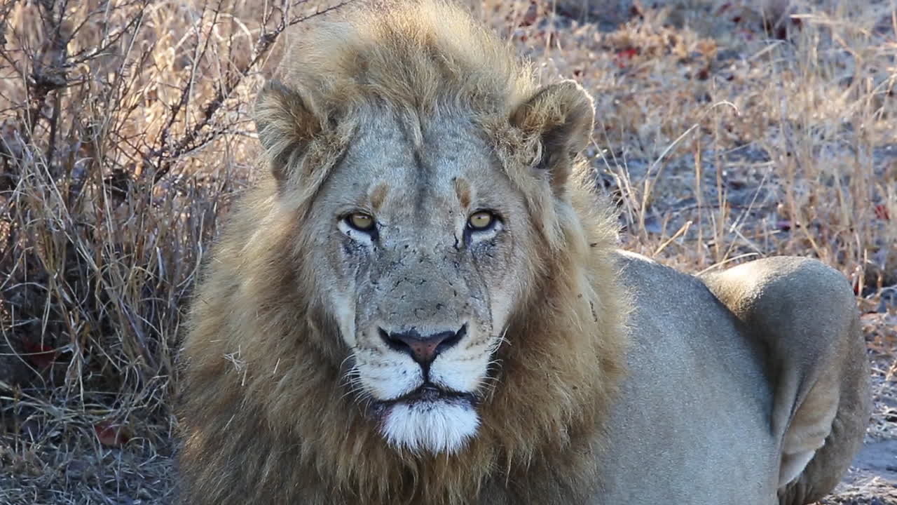 primer plano de la cara de un león macho mientras observa algo en la distancia