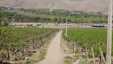 Path-Between-The-Grapes-Growing-In-The-Vineyards-On-A-Sunny-Summer-Day-In-Elqui-Valley,-Northern-Chile