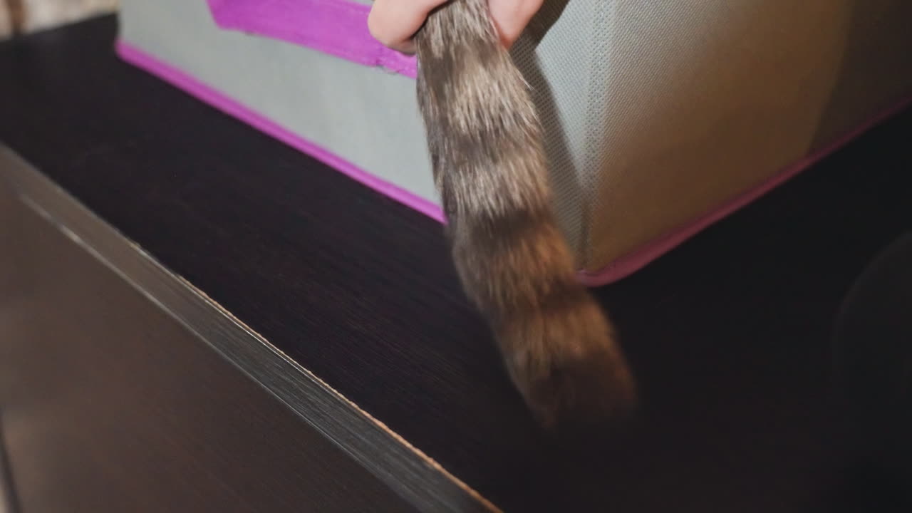 Cat tail and small hand reaching behind pinktrimmed fabric box on sofa edge, closeup of curious son interacting with family cat, soft indoor lighting, textured fur swishing, playful domestic moment