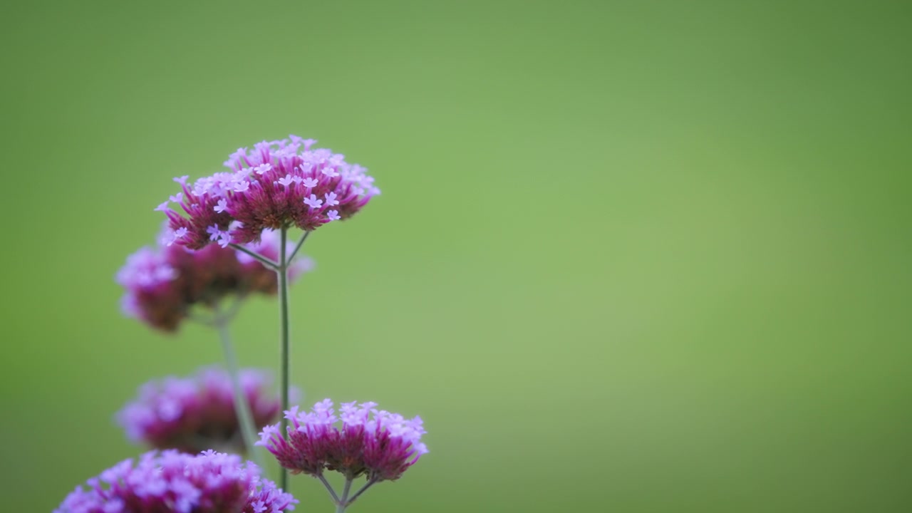 Lilla silkeplanteblomster, nærbillede