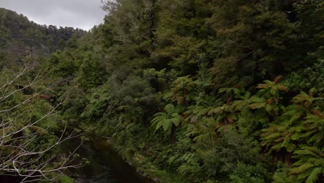 brown river meandering through a valley within a dense new zealand forest