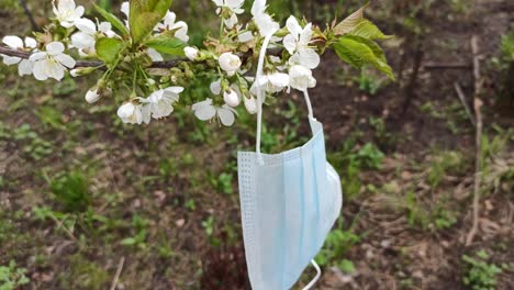 the concept of coronovirus infection or covid-19, isolation or allergy in the spring. a protective face medical mask hangs on a flowering branch of apple or cherry. surgical ear-loop mask.