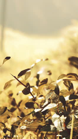 close-up of sunlit plants with thorns