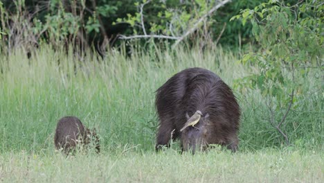 El-Pájaro-Tirano-Del-Ganado-Hace-Simbiosis-De-Limpieza-En-Los-Capibaras-Cuando-Pastan-En-El-Pasto