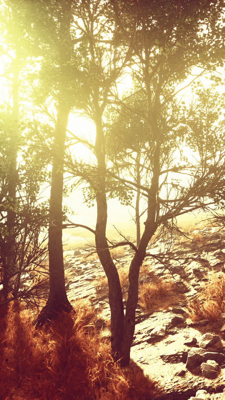 la luz del sol filtrándose a través de un bosque de árboles en un camino rocoso