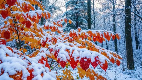 a beautiful contrast of autumn leaves blanketed by winter snow, showcasing nature's stunning transformations in a tranquil forest landscape