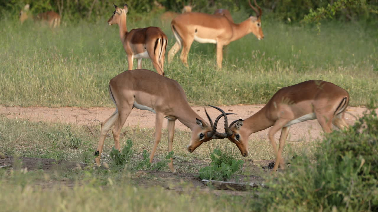 dos impalas peleando en la reserva privada de caza sabi sands, sudáfrica