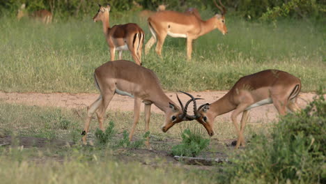 two impalas fighting in sabi sands private game reserve, south africa