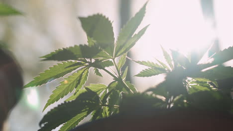 close up of a potted marijuana plant with the sun behind it