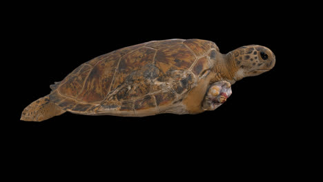 three legged turtle swimming