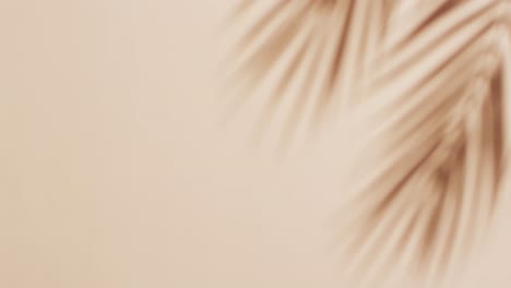 animation of shadow of palm tree leaves moving with copy space over cream background